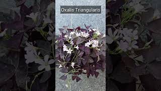 Oxalis Triangularis decorativeplant plantsgardeningshortsvideo utubeshort mystressfreegardening [upl. by Jehial]