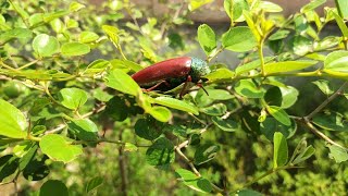 கிராமத்தில் காணப்படும் அரிதான பொன்வண்டு Sternocera பூச்சி 🐞🪲 [upl. by Rahcir415]