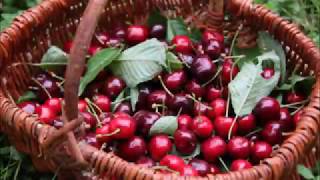 COMMENT FAIRE TOMBER DES CERISES RAPIDEMENT [upl. by Creight859]