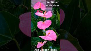 ANTHURIUM  The best indoor flowering plants  varieties of anthurium plants Anthuriumshorts [upl. by Maitilde761]