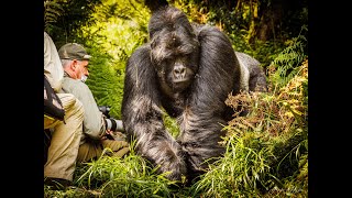 Uganda2023 gorilla tracking [upl. by Pitzer]