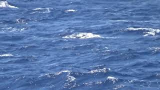 オナガミズナギドリWedgetailed ShearwaterDark morph Aug 1 2020 Off Mikurajima Japan [upl. by Oiratno]