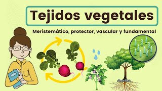 Tejidos vegetales [upl. by Edy273]