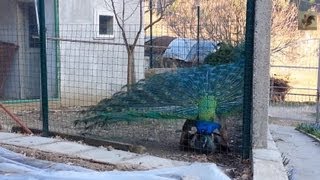 Peacock Mating  Short HD [upl. by Pilar]