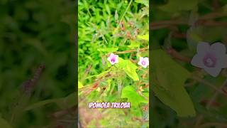 Ipomoea trilobaipomoea morningglory flowers nature flower garden flora plants gardening [upl. by Etienne862]