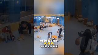 Mata anjing emang gak pernah salah🤣🤣🤣 [upl. by Rolan]