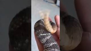 Secrets of the Rattlesnakes Tail Revealed Rattlesnake WildlifeSecrets NatureDocumentary [upl. by Icats]