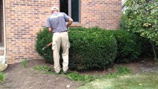 Evergreen Shrub Pruning [upl. by Eednyl]