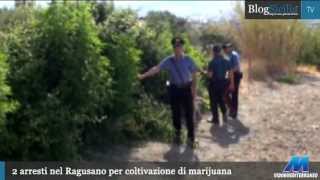 2 arresti nel Ragusano per coltivazione di marijuana [upl. by Whiteley412]