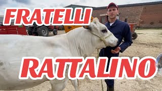 AzFRATELLI RATTALINO ANELLO AL NASO DEL TORO CHIARIMENTI X GLI STUDIATI IGNORANTI E INCOMPETENTI [upl. by Avenej40]