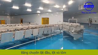 Thiết bị chế biến tôm dây chuyền chế biến tôm băng chuyền chế biến tôm hệ thống chế biến tôm [upl. by Yanarp477]