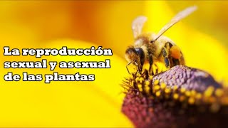 La reproducción de las plantas [upl. by Ariana]