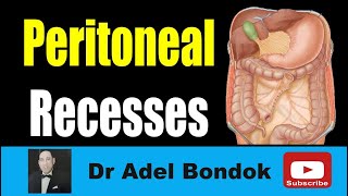 Peritoneal Recesses Dr Adel Bondok Making Anatomy Easy [upl. by Gigi]