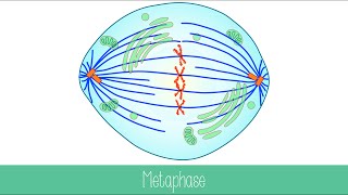 Mitosis and Cytokinesis [upl. by Elbring]