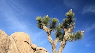 JoshuaTree National Park Desert ДжошуаТри Национальный парк Калифорния США [upl. by Ashlan139]