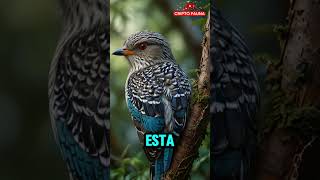 🐦 ¡El Cuco El Pájaro Más Engañoso Del Reino Animal Que No Conocías 😱 [upl. by Eelsha]