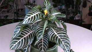 Zebra Plant Aphelandra squarrosa ‘Dania’ Spotlight [upl. by Anayi]