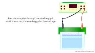 Demystifying SDSPAGE [upl. by Eentirb]