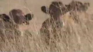 Aubrac cattle [upl. by Tom]