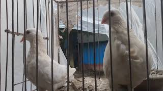 My first video about pigeons [upl. by Dnana]