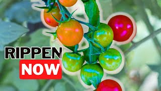 How To Get Your Tomatoes To Vine Ripen Quickly Early Winter Here We Come [upl. by Neoma515]