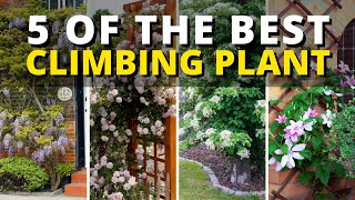 4 of The Best Climbing Plant 🌿  Climbing Plants Ideas 👍👌 [upl. by Reyem922]