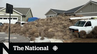 TheMoment thousands of tumbleweeds invaded Utah and Nevada [upl. by Inami]