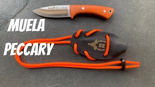 Muela Peccary a great EDC [upl. by Romeyn]