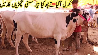 Today Malumor Mandi Jhang Update  Hf Heifers For Sale  Dairy Farming in Pakistan [upl. by Ellesig]