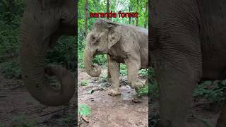 Saranda forest elephantkiriburumeghatuburushorts [upl. by Nednal623]