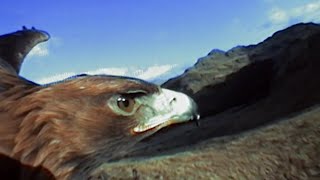 Golden Eagle vs Hare  Deadliest Showdowns  BBC Earth [upl. by Woodring217]