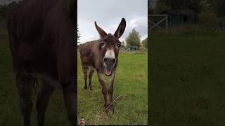 Donkey and Rainbow 🌈✨🌈 funny donkey comedy surajroxfunnyvibeoshortvideos viralvideo shortfeed [upl. by Anihpesoj]