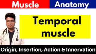 Temporalis Muscle  Origin Insertion Action amp Innervation  in Hindi [upl. by Annonyw]