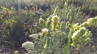 Greek mountain tea sideritis Scardica with our bees They love it [upl. by Arvie]