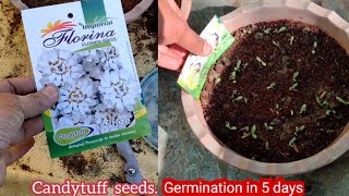 How to grow Candytuft from Seeds in pots at home full update [upl. by Essam462]