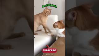 FunnyCats and Dogs Ultimate Laughs Guaranteed shorts [upl. by Amle]