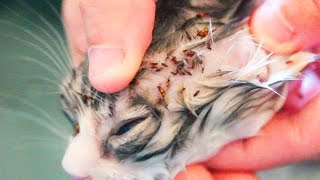 Graphic Flea infestation in kitten [upl. by Milissent614]