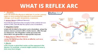 WHAT IS REFLEX ARC  Nervous System  Coordination and Control [upl. by Yeargain278]