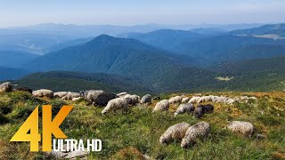 The Carpathians  Summertime  4K Nature Documentary Film [upl. by Childers550]