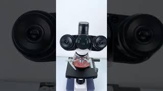 Ham magnified 400X is seriously awesomeunderthemicroscope science microscope [upl. by Abekam]