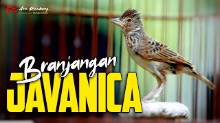 MASTERAN BRANJANGAN JAVANICA GACOR MATERI MEWAH [upl. by Ettelrac938]