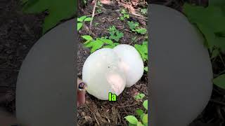 El impresionante hongo Calvatia gigantea [upl. by Richart]