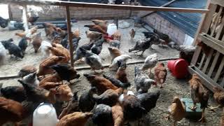 ¿Es rentable las gallinas criollas como ponedoras [upl. by Konyn503]