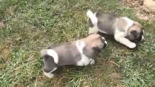 Akita Puppies For Sale [upl. by Nilyac334]