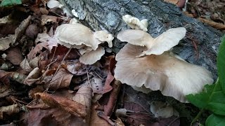 자연산 산느타리버섯식용버섯 Pleurotus ostreatus [upl. by Nnylyam]