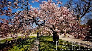 🇫🇷PARIS 4K WALK IN PARIS quotCHERRY BLOSSOMS IN JARDIN DES PLANTESquot EDITED VERSION 01April2022 [upl. by Nylaret178]