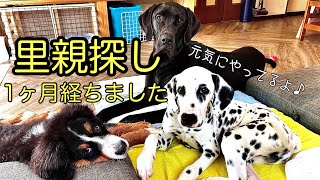 【里親募集中】総勢15頭超大型犬祭り！2023527里親募集中です。犬 大型犬 保護犬 [upl. by Airotkiv]