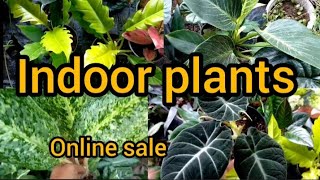 New sale videoindoor plants and outdoor plants50 plants8590719283 [upl. by Anirhtak]