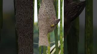 Baya Weaver bird nest building viralnatureshorts weaverbirdnest birdnest [upl. by Arriec]