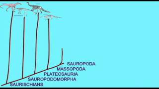 PL EXAM 2 SAUROPOD CLADOGRAMavi [upl. by Xonel782]